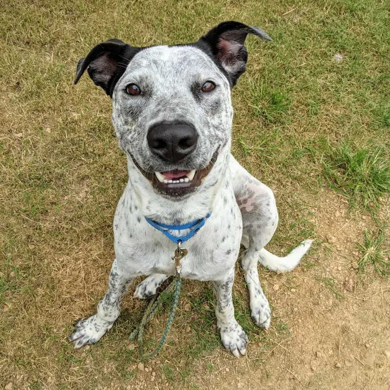 A senior large-sized male White / Cream Cattle Dog dog named Jack for adoption in Austin, TX
