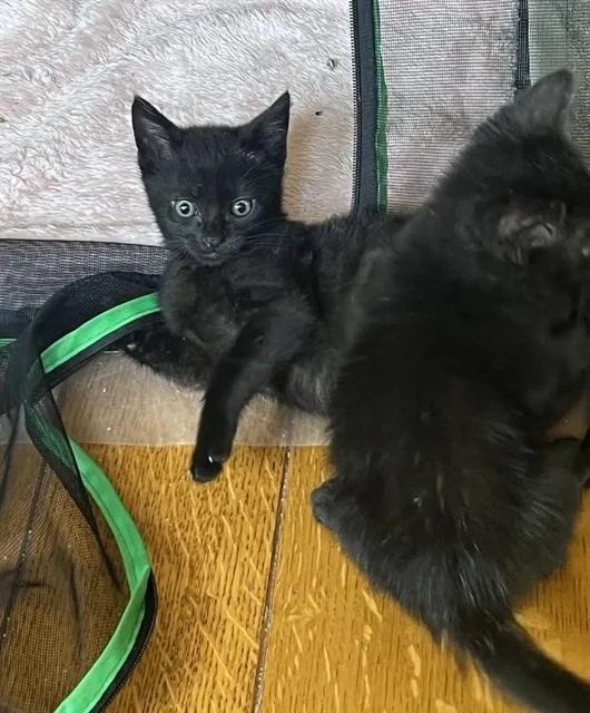A baby small-sized male Domestic Short Hair cat named Binx for adoption in Sacramento, CA