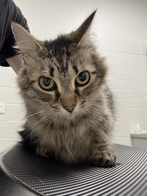 A young small-sized female Domestic Short Hair cat named Birdie for adoption in Indianapolis, IN
