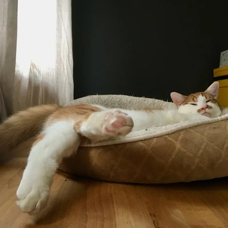 Otis
