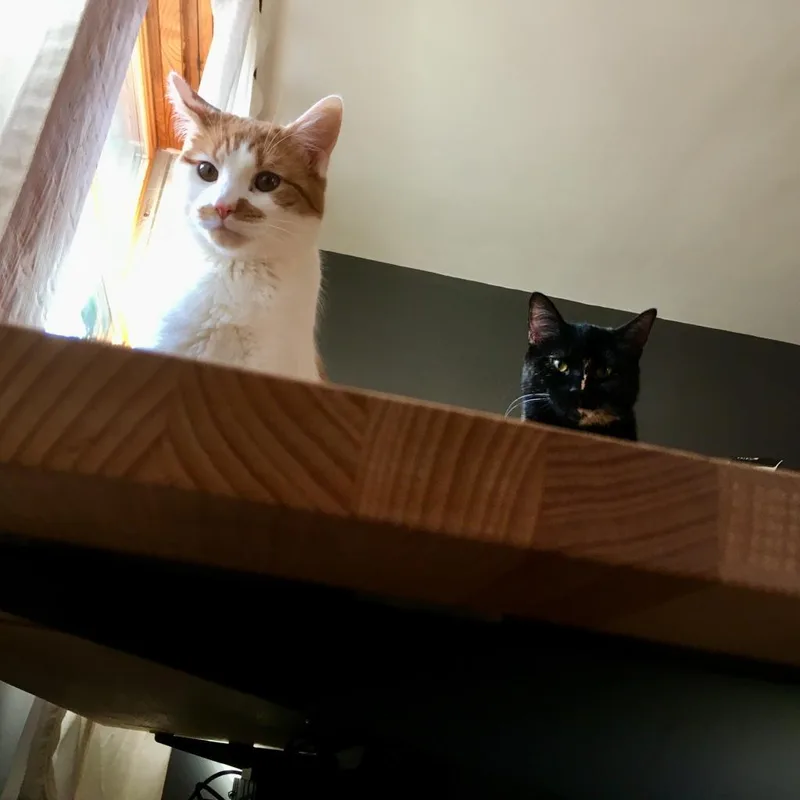 Otis thumbnail 2