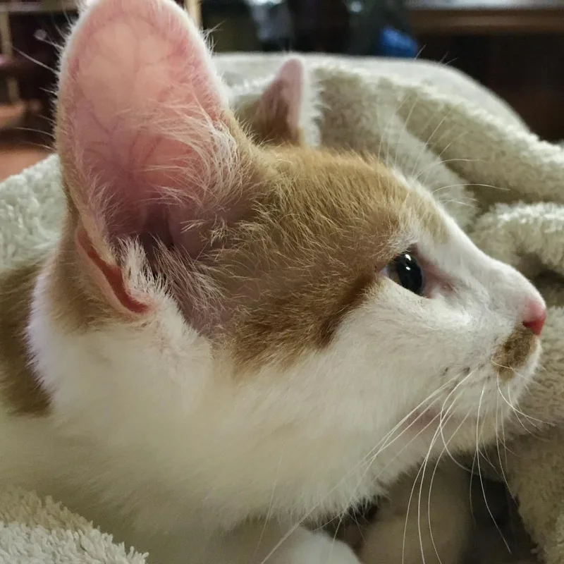 Otis thumbnail 3