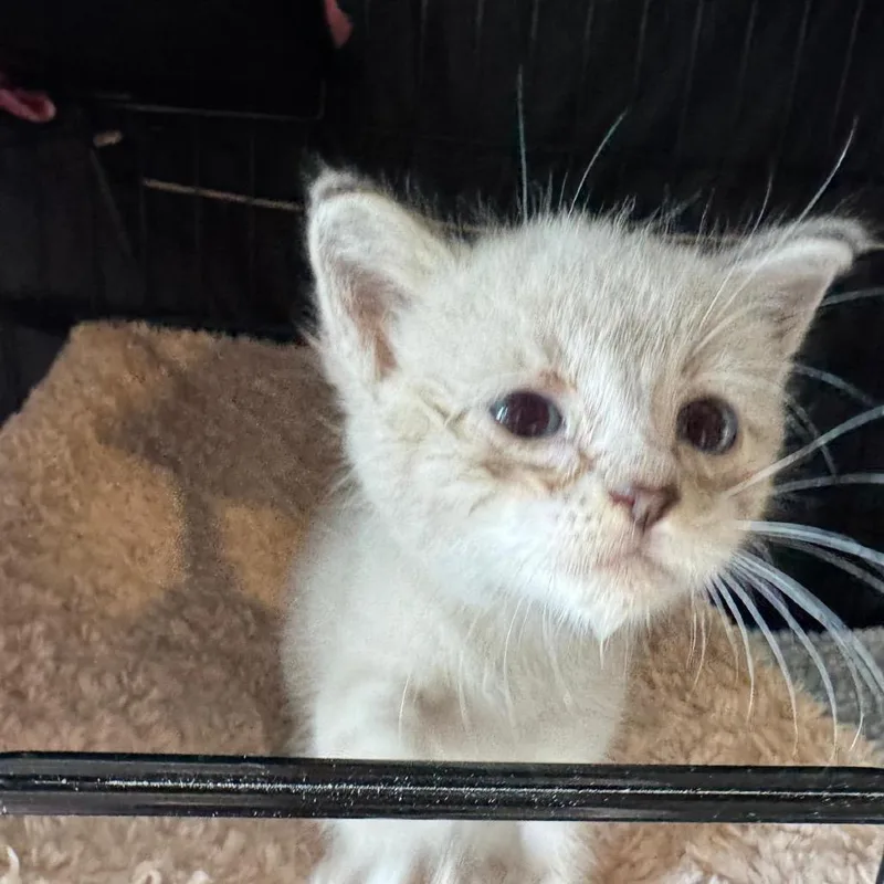 A baby small-sized female Domestic Short Hair cat named Samhain for adoption in Fredericksburg, TX