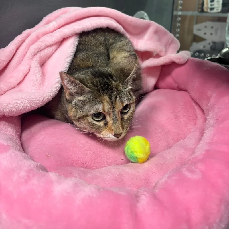 An adult medium-sized female Gray / Blue / Silver Domestic Short Hair cat named Lady KatC for adoption in Prosper, TX