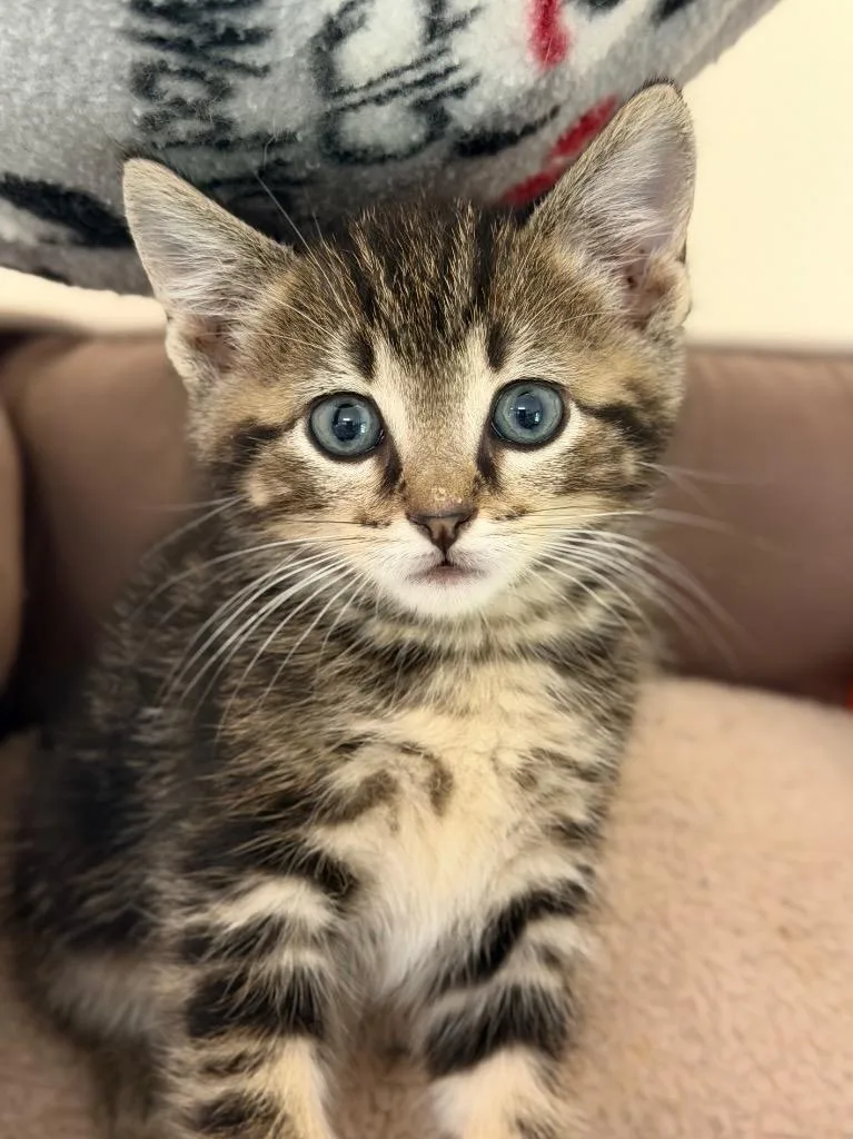 A baby medium-sized male Domestic Short Hair cat named Dot for adoption in Menomonie, WI