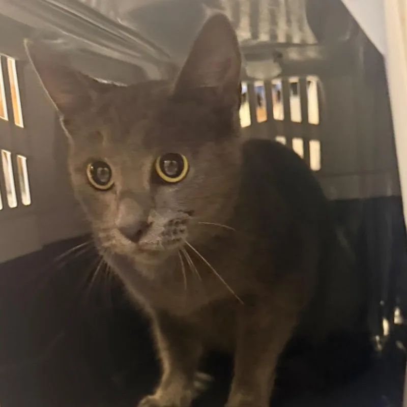 An adult medium-sized female Gray / Blue / Silver Domestic Short Hair cat named Bianca for adoption in Charlottesville, VA