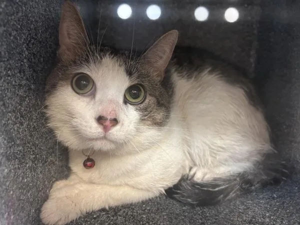 An adult medium-sized male Domestic Short Hair cat named Ginger for adoption in New York, NY