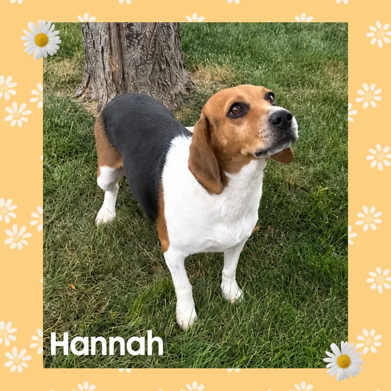 Hannah