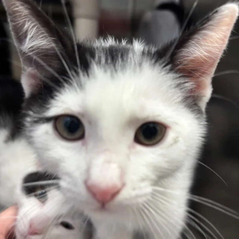 A baby small-sized male White Domestic Short Hair cat named Famous Amos for adoption in Philadelphia, PA