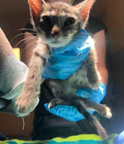 A baby small-sized female Domestic Short Hair cat named Miracle for adoption in Honolulu, HI