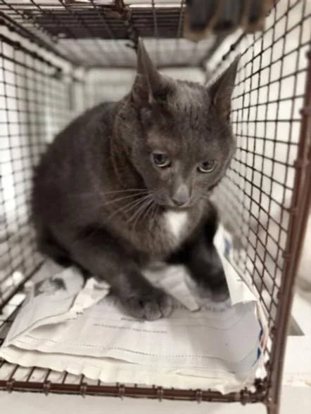 An adult small-sized male Domestic Short Hair cat named Tony for adoption in Van Nuys, CA