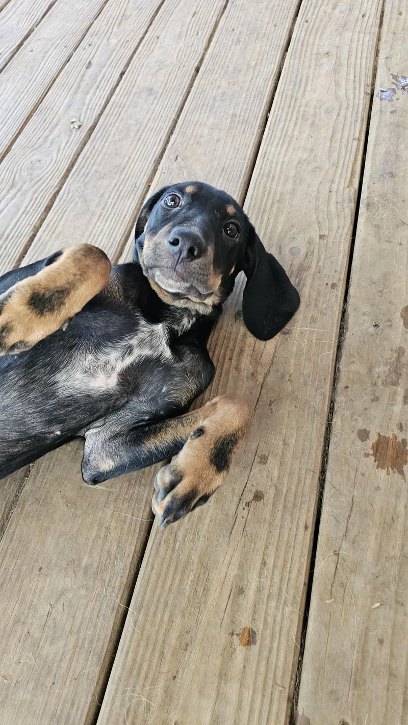 A baby medium-sized female Treeing Walker Coonhound dog named River for adoption in Rocky Mount, NC
