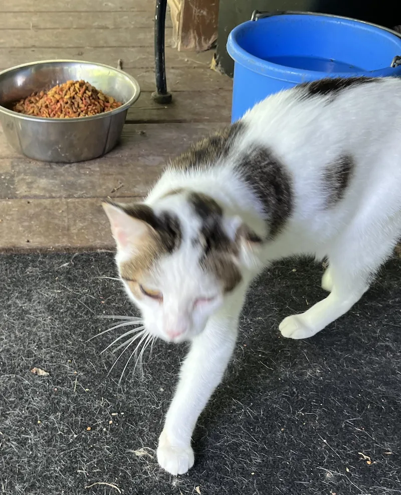 An adult medium-sized male Domestic Short Hair cat named Simba for adoption in Avon, NY