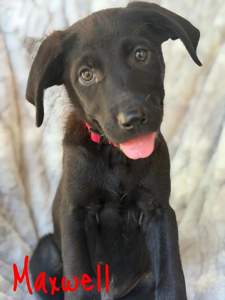 A baby large-sized male Black Labrador Retriever dog named Maxwell for adoption in Pleasant Hill, CA