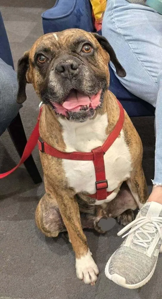 Bruno Vii thumbnail 2