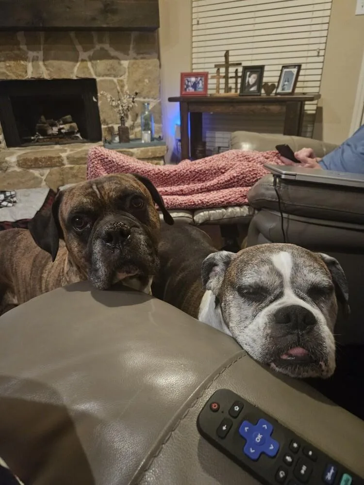 Bruno Vii thumbnail 6