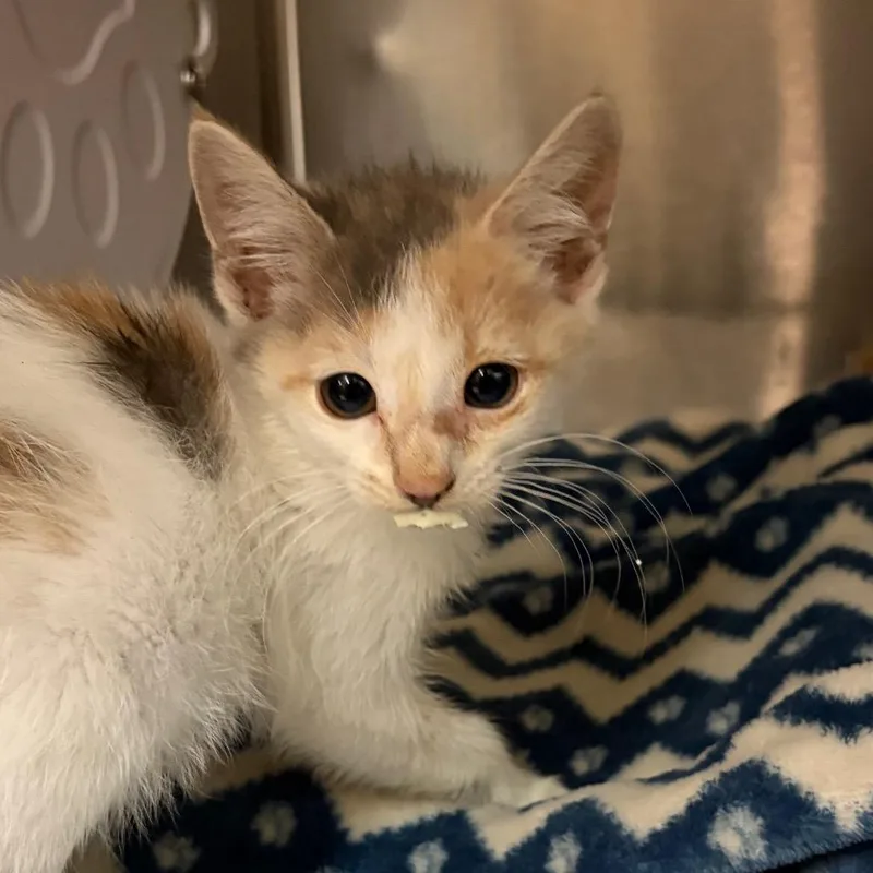 A baby small-sized female Gray / Blue / Silver Domestic Short Hair cat named Agnes for adoption in Newark, NJ