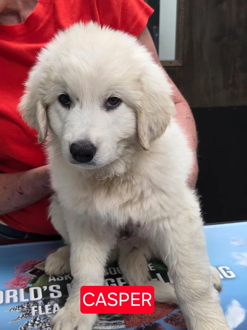 Casper Cuddles DFW