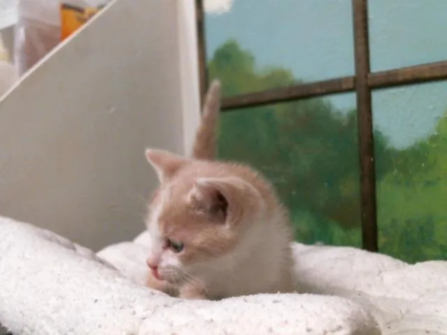 A baby small-sized male Domestic Short Hair cat named Theodore for adoption in Houston, TX