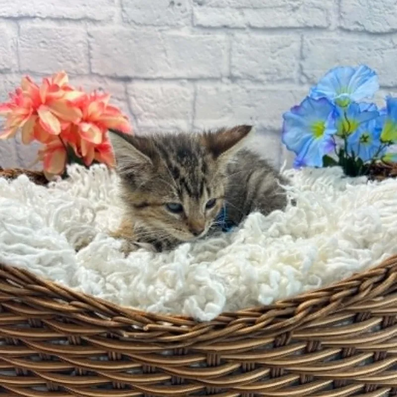 A young small-sized male Brown / Chocolate Domestic Short Hair cat named Rascal for adoption in Harrisonburg, VA