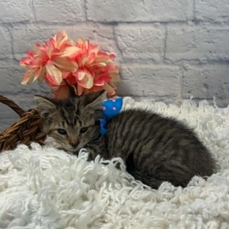 Rascal thumbnail 3