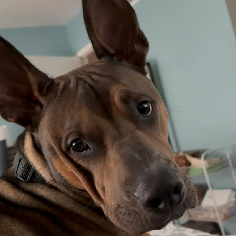 Chad thumbnail 5