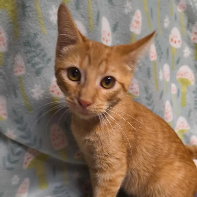 A baby medium-sized male Orange / Red Domestic Short Hair cat named Diego for adoption in Laredo, TX