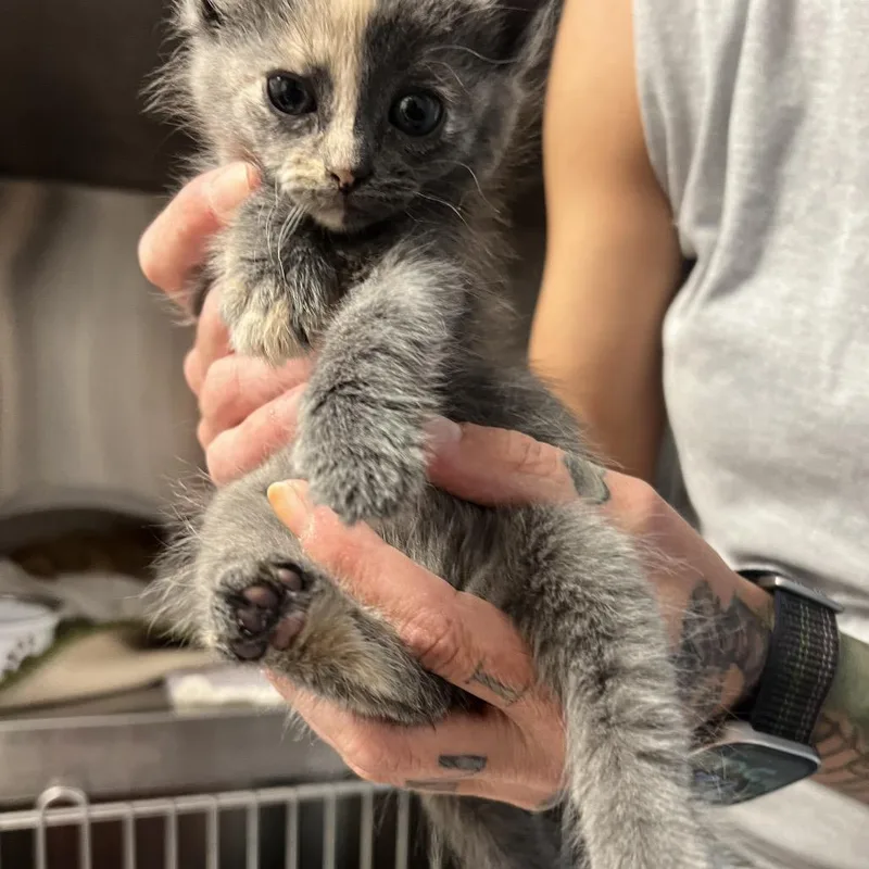 A baby small-sized female Calico Domestic Short Hair cat named Alissa for adoption in Oneonta, NY