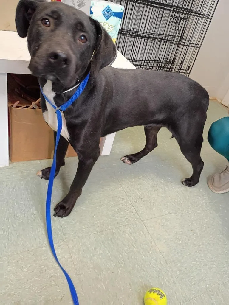 A young large-sized male Mixed Breed dog named Leif for adoption in Albany, GA