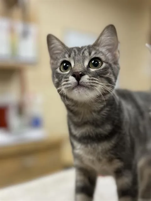 A baby small-sized female Domestic Short Hair cat named Razzle for adoption in Aliquippa, PA