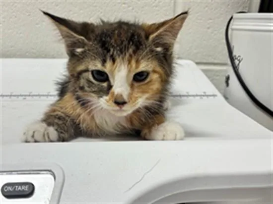A baby small-sized female Domestic Short Hair cat named Mochi for adoption in Upper Marlboro, MD