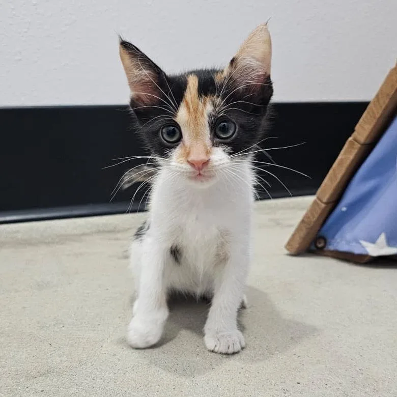 A baby small-sized female Domestic Short Hair cat named Pie for adoption in Harlingen, TX
