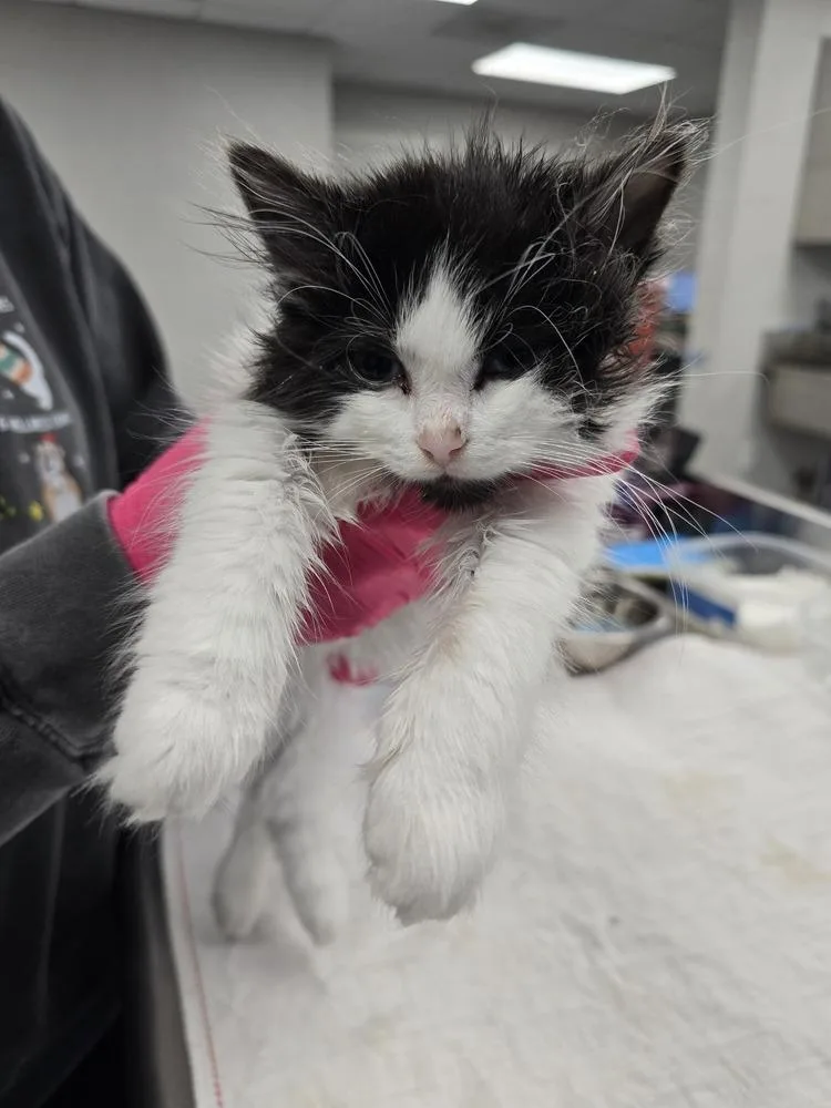 Lady Sarah thumbnail 2