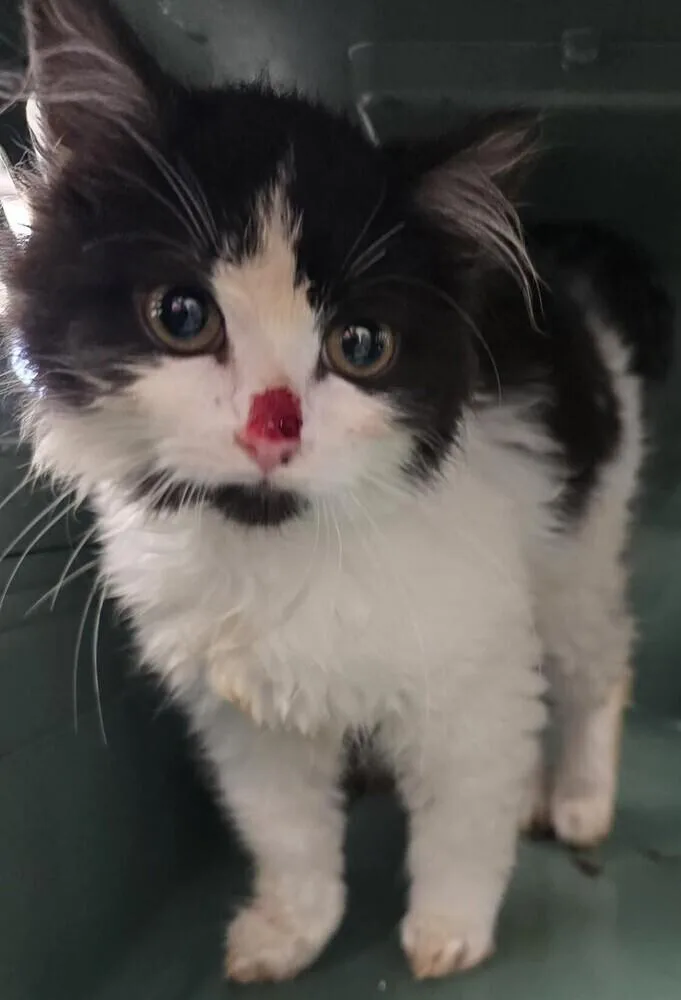 Lady Sarah thumbnail 3