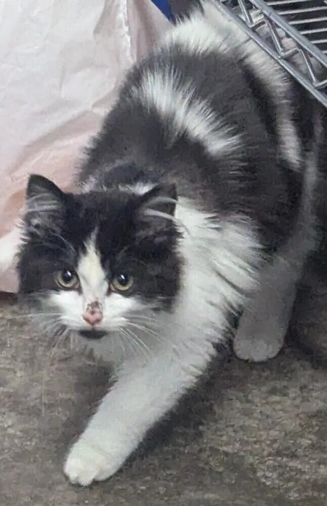 Lady Sarah thumbnail 4