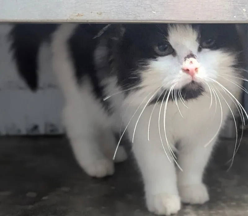 Lady Sarah thumbnail 5