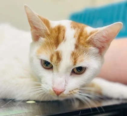 An adult medium-sized male Domestic Short Hair cat named Snowflake for adoption in West Chester, PA