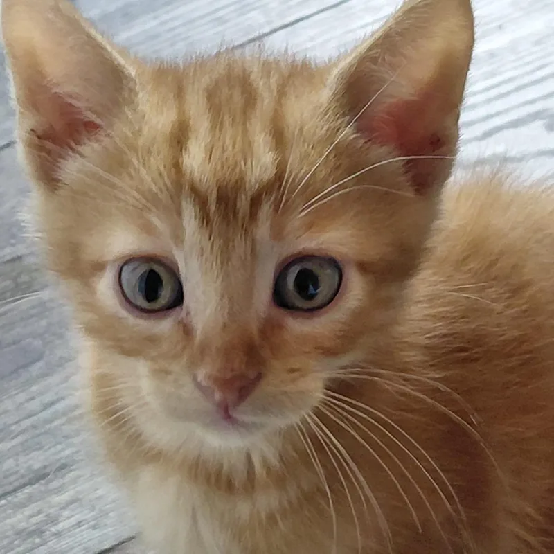 A baby small-sized male Buff / Tan / Fawn Domestic Short Hair cat named Max for adoption in Troy, IL