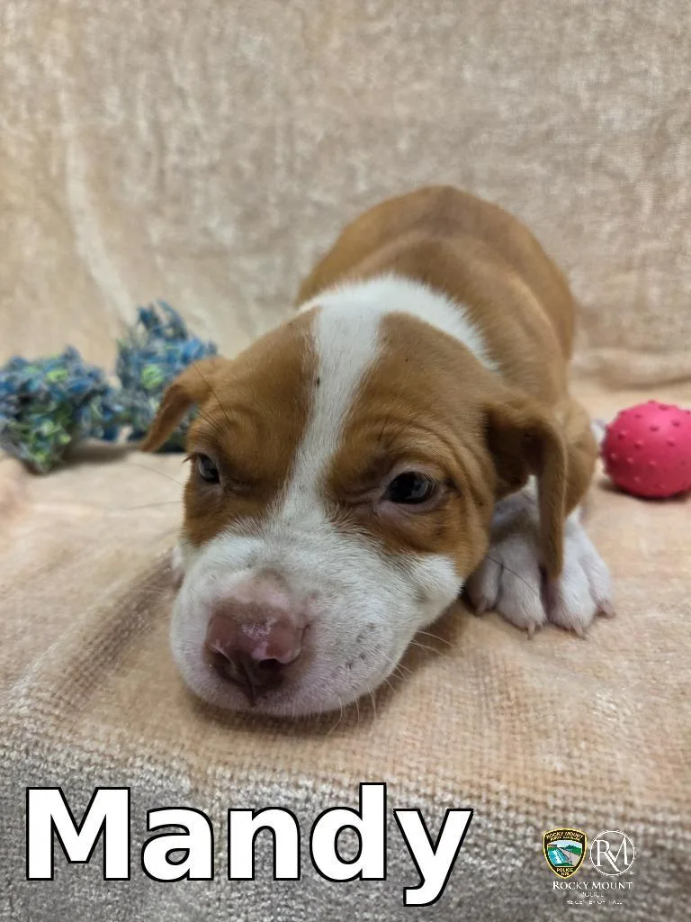 A baby small-sized female Pit Bull Terrier dog named Mandy for adoption in Rocky Mount, NC