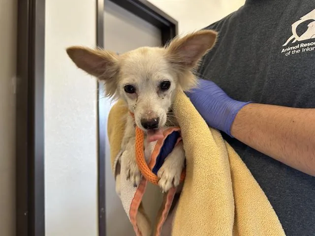 An adult small-sized female Chihuahua dog named Myra for adoption in Ontario, CA