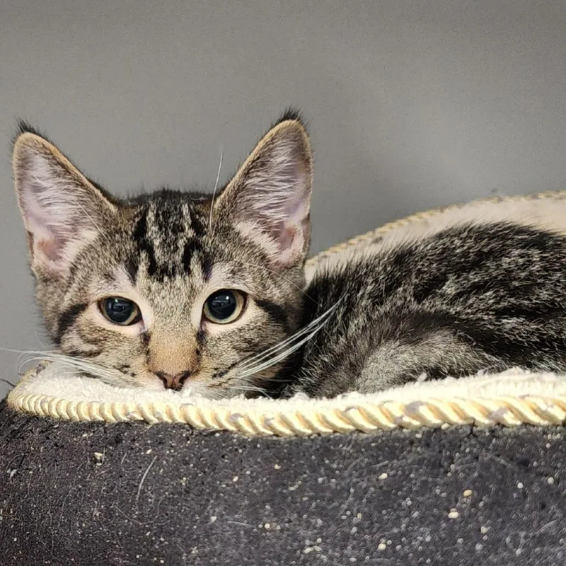 A baby small-sized male Brown / Chocolate Domestic Short Hair cat named Rabbit for adoption in Columbus, NC