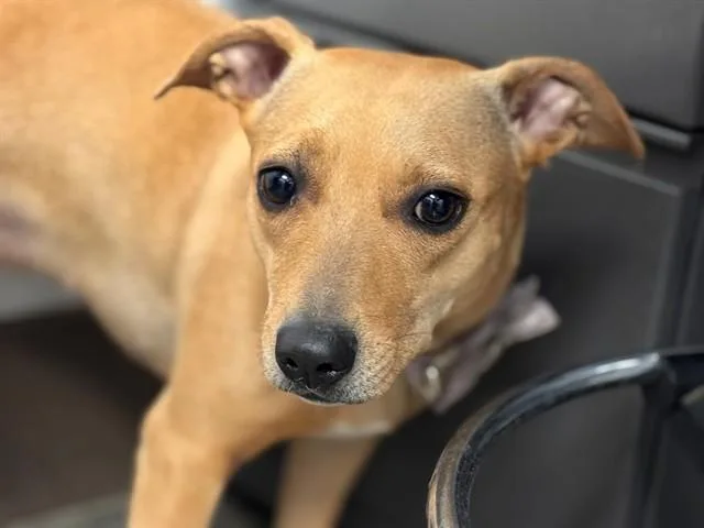 A young small-sized female Dachshund dog named Mara for adoption in Tucson, AZ