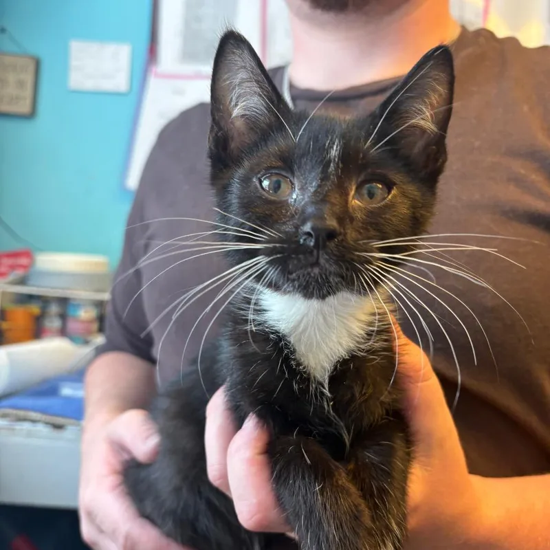 A baby small-sized male Black Domestic Short Hair cat named Hook for adoption in Pennsville, NJ