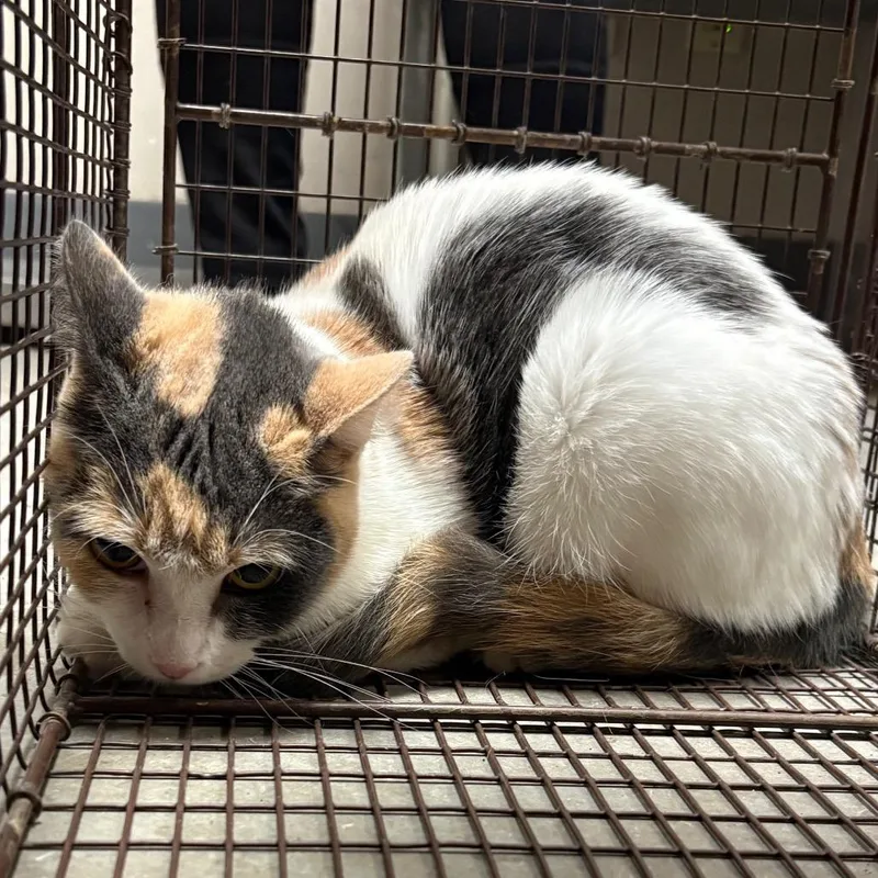 An adult medium-sized female White Domestic Short Hair cat named Ellie May for adoption in Yuma, AZ