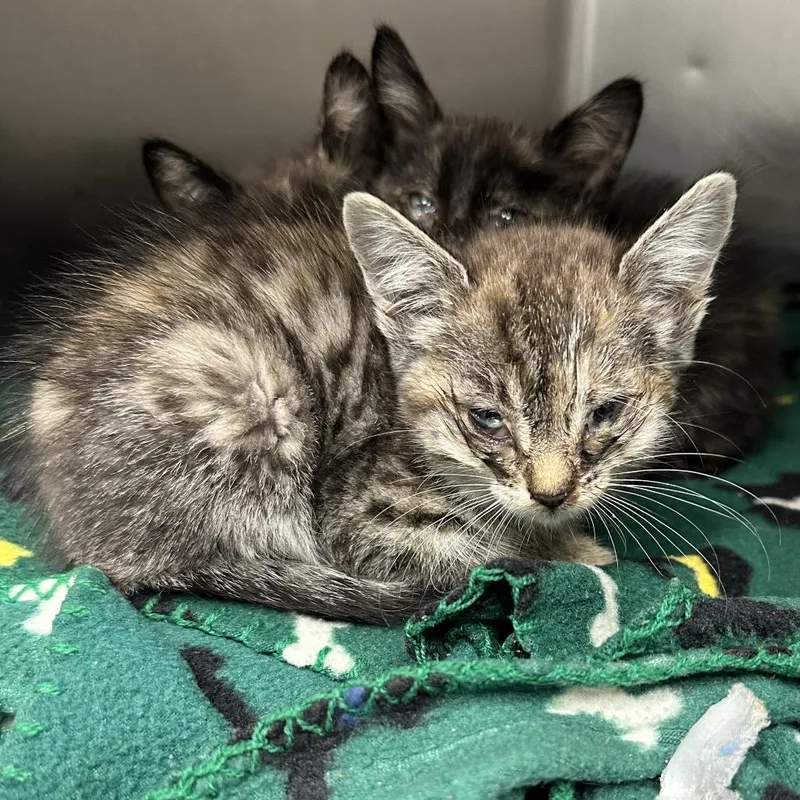 A baby small-sized female Gray / Blue / Silver Domestic Short Hair cat named Spork for adoption in Abilene, TX