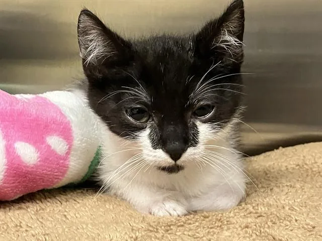 A baby small-sized male Domestic Short Hair cat named Mikey for adoption in Tustin, CA
