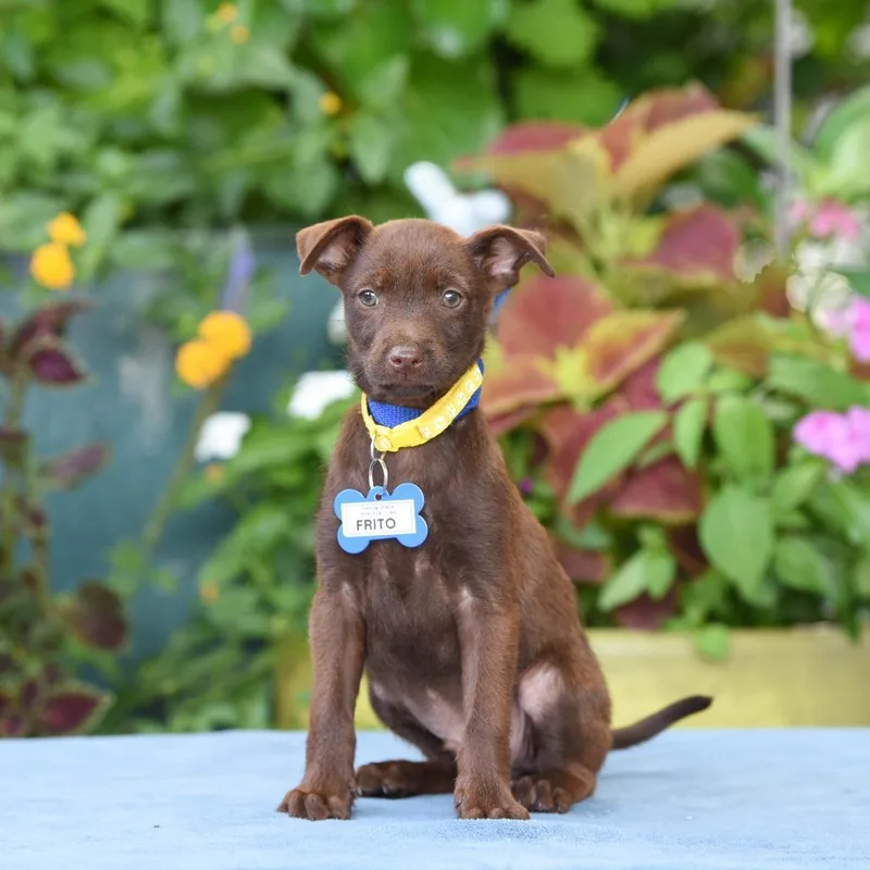 A baby small-sized male Brown / Chocolate Terrier dog named Frito for adoption in Wake Forest, NC
