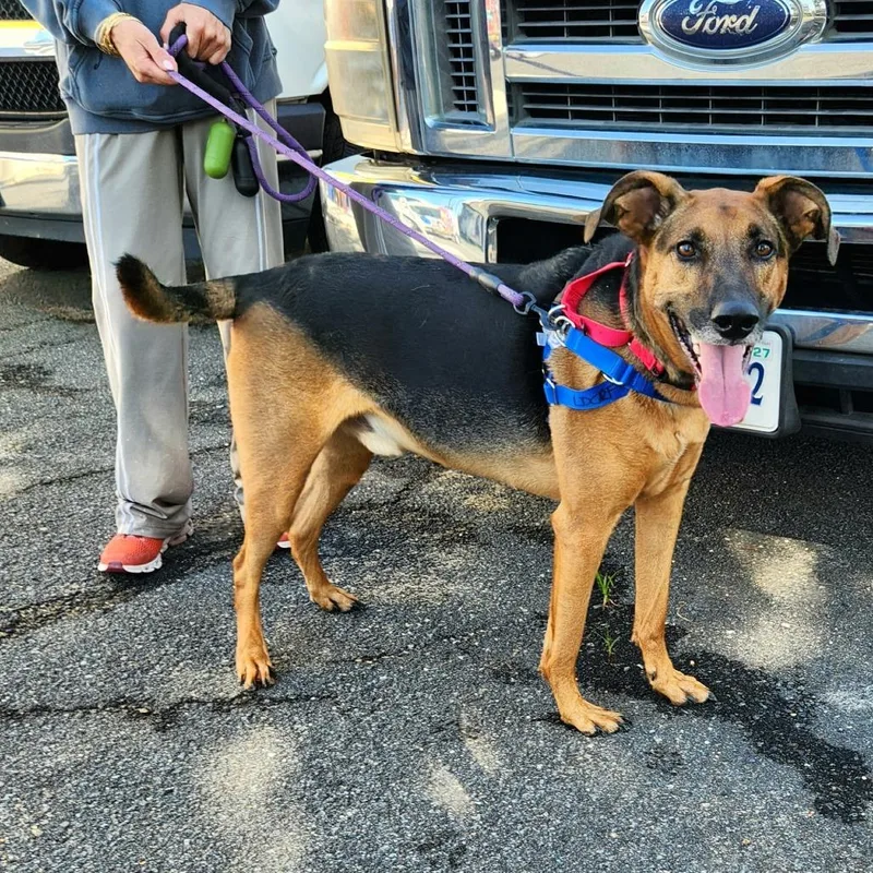 An adult large-sized male Black Shepherd dog named Maximus for adoption in Falls Church, VA