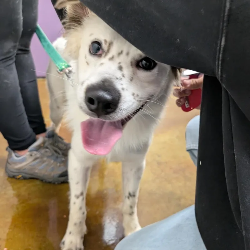 A young medium-sized male White / Cream Border Collie dog named Leo The Magical Cheese for adoption in Albuquerque, NM