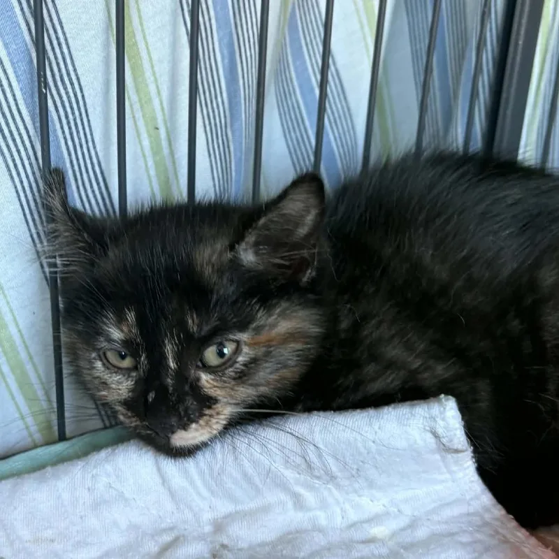 Solstice